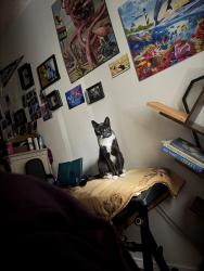 Reunited Male Cat last seen Narragansett and Bacon, San Diego, CA 92107