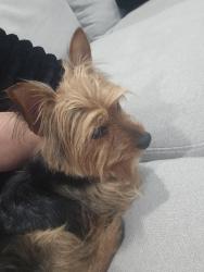 Reunited Male Dog last seen S. union , Bakersfield, CA 93313