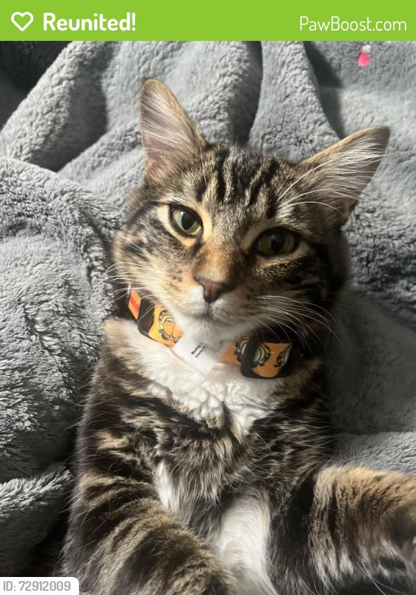 Reunited Male Cat last seen Mariposa ave Citrus Heights 95610, Citrus Heights, CA 95610