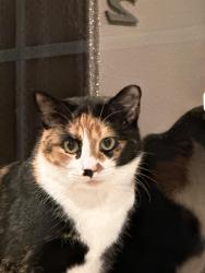 Lost Female Cat last seen The green space behind summerlyn ct , Windsor, CO 80550