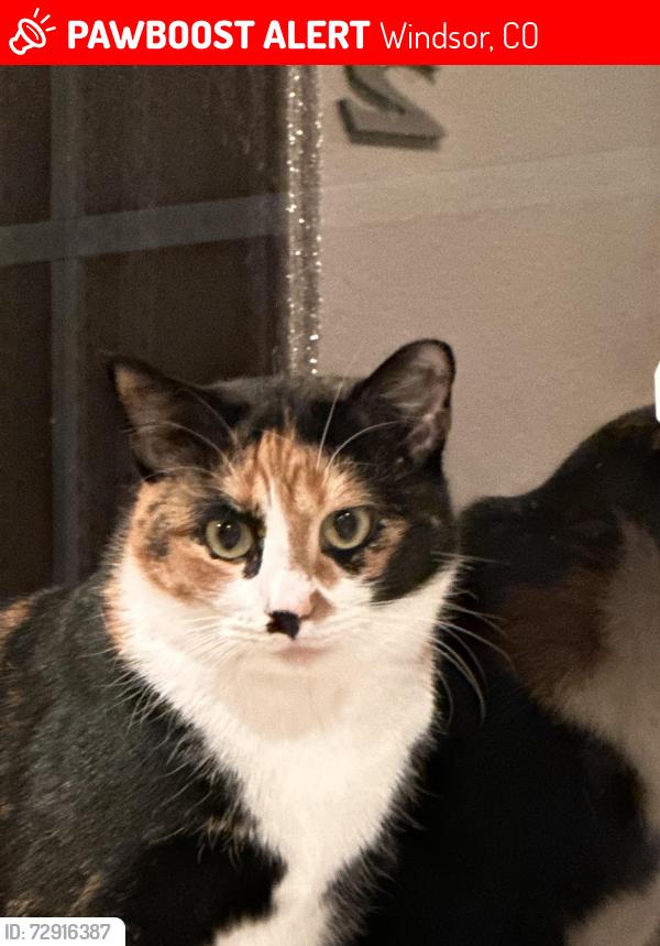 Lost Female Cat last seen The green space behind summerlyn ct , Windsor, CO 80550