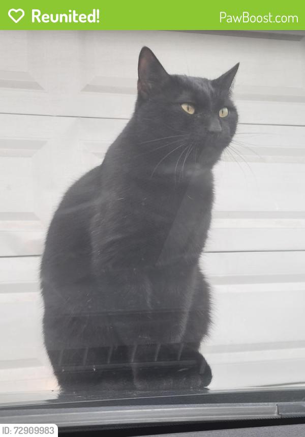 Reunited Male Cat last seen Brandywine and Thompson between ham and hutchins, Lodi, CA 95240