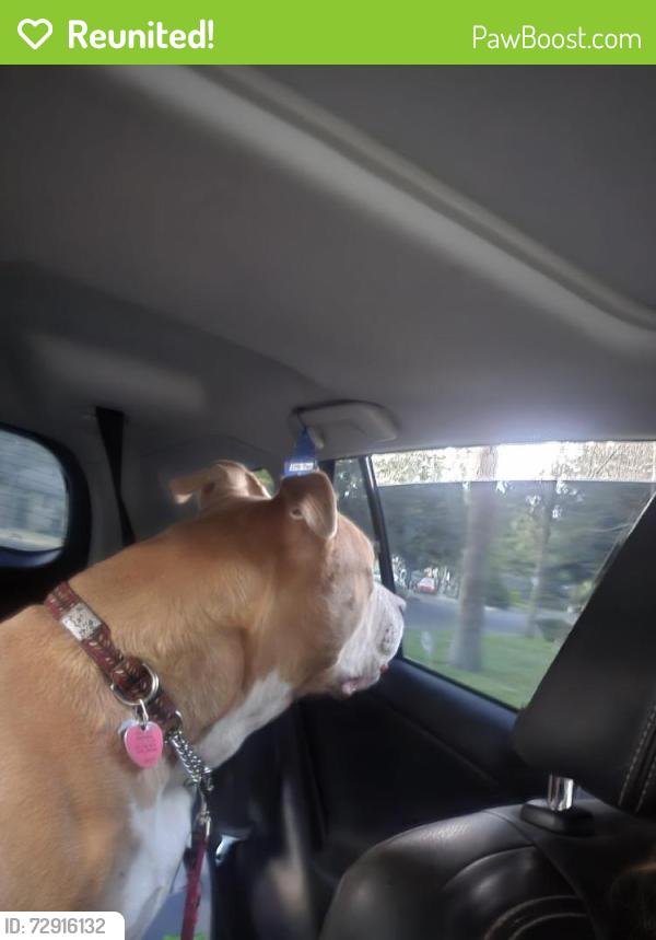 Reunited Female Dog last seen Butler Market and Boyd Acres Rd, Bend, OR 97701