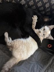 Lost Female Cat last seen Neighborhood by churches chicken and 7-11, San Diego, CA 92154