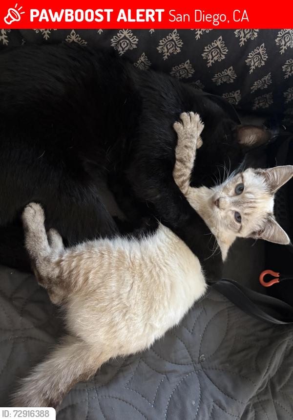 Lost Female Cat last seen Neighborhood by churches chicken and 7-11, San Diego, CA 92154