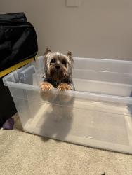 Reunited Male Dog last seen Suunyvale, Santa Clara, CA 95054