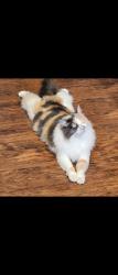 Reunited Female Cat last seen Wildomar Trail & Front Street, Wildomar, CA 92595