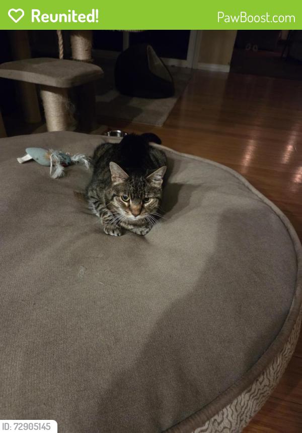 Reunited Female Cat last seen Janss and windsor, Thousand Oaks, CA 91360