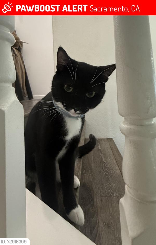 Lost Male Cat last seen Ford rd, Sacramento, CA 95838