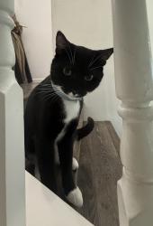 Lost Male Cat last seen Ford rd, Sacramento, CA 95838
