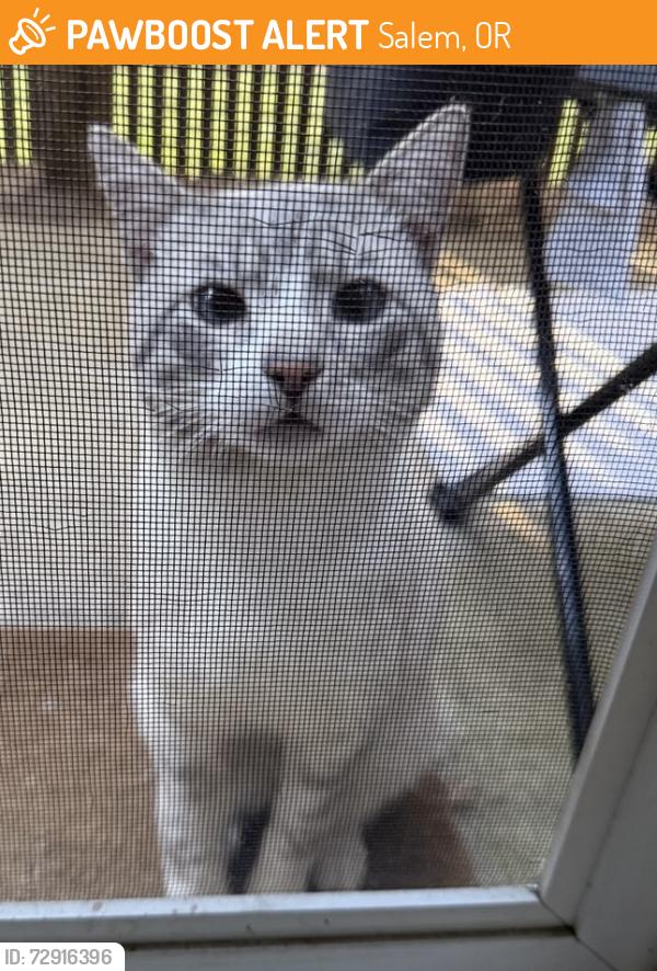 Found/Stray Male Cat last seen State and 37th near Lancaster, Salem, OR 97301