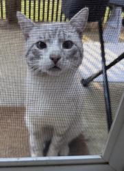 Found/Stray Male Cat last seen State and 37th near Lancaster, Salem, OR 97301