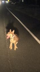 Found/Stray Male Dog last seen courtyard and pittsburg civic center, Pittsburg, CA 94565