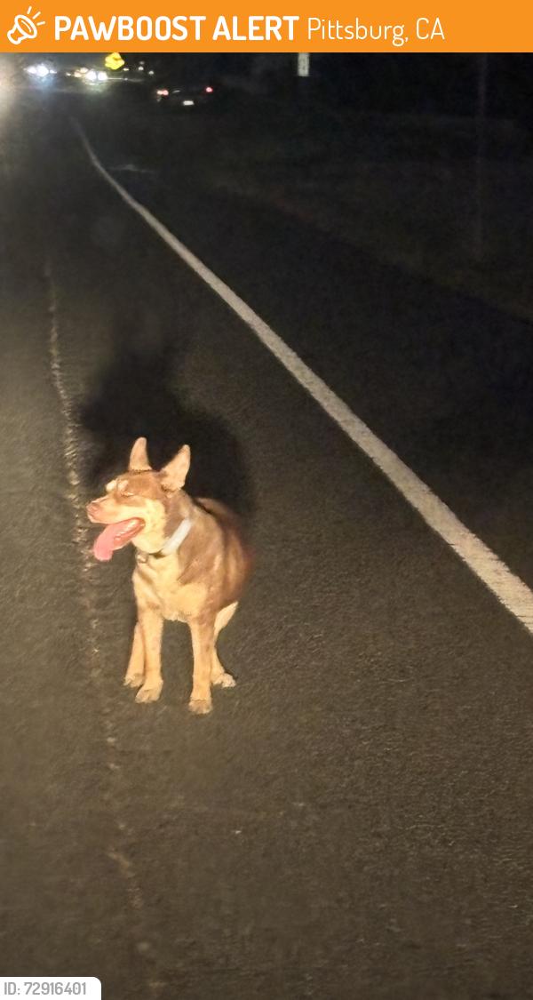 Found/Stray Male Dog last seen courtyard and pittsburg civic center, Pittsburg, CA 94565