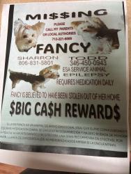 Lost Female Dog last seen Greenspoint area, Ella Blvd, Houston, TX 77014