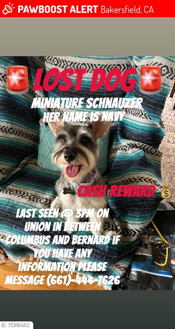 Lost Female Dog last seen Burger King on union and Columbus , Bakersfield, CA 93305