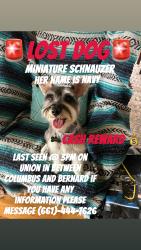 Lost Female Dog last seen Burger King on union and Columbus , Bakersfield, CA 93305