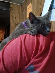 Reunited Female Cat last seen James st , Vass, NC 28394