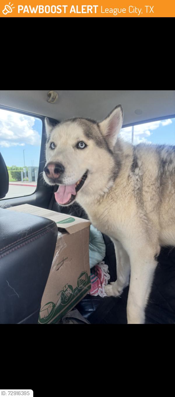 Found/Stray Male Dog last seen South Shore Blvd, HEB East League city Pkwy, League City, TX 77565