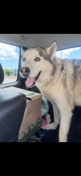 Found/Stray Male Dog last seen South Shore Blvd, HEB East League city Pkwy, League City, TX 77565