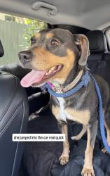 Reunited Female Dog last seen Prospect & Myra, Los Angeles, CA 90027