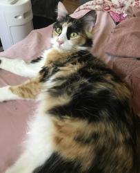 Lost Female Cat last seen Cardella Rd, Merced, CA 95348