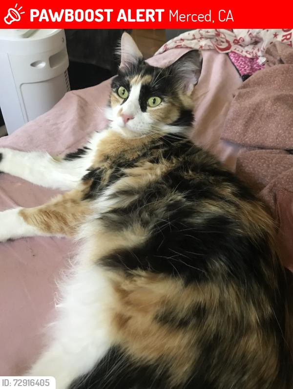 Lost Female Cat last seen Cardella Rd, Merced, CA 95348