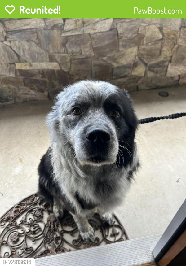 Reunited Male Dog last seen 132nd and 56 ave, Surrey, BC V3X 1N5