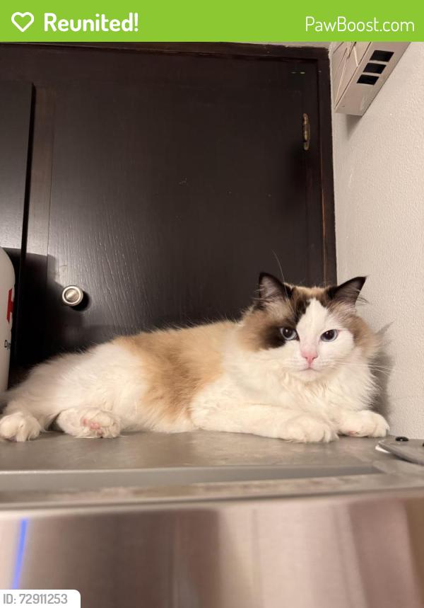 Reunited Female Cat last seen Elm Street, San Jose, 95126, San Jose, CA 95126