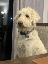 Lost Male Dog last seen Near and 7800 by Harmons, Sandy, UT 84094