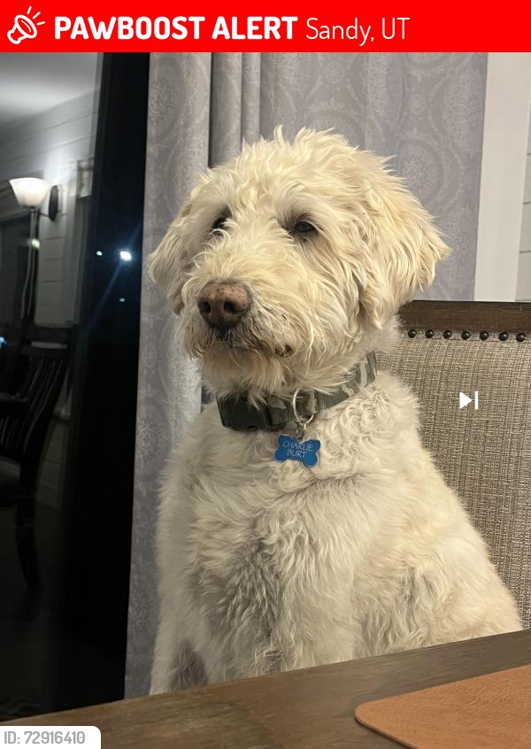 Lost Male Dog last seen Near and 7800 by Harmons, Sandy, UT 84094