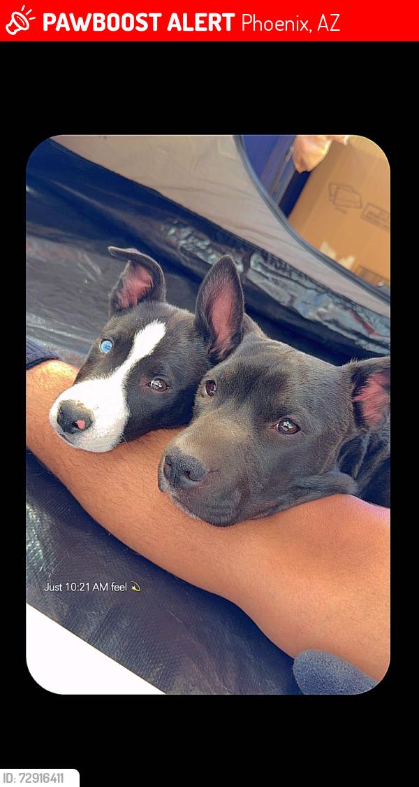 Lost Male Dog last seen 55th ave & Campbell , Phoenix, AZ 85031