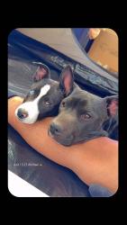 Lost Male Dog last seen 55th ave & Campbell , Phoenix, AZ 85031