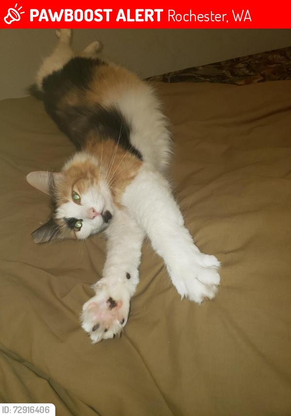 Lost Female Cat last seen Moon rd/lucky eagle , Rochester, WA 98579