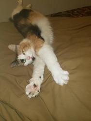 Lost Female Cat last seen Moon rd/lucky eagle , Rochester, WA 98579