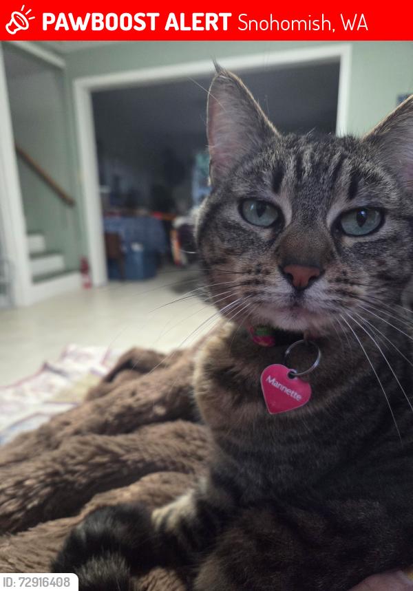 Lost Female Cat last seen Pine & grove , Snohomish, WA 98290