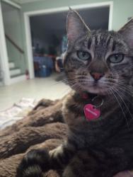 Lost Female Cat last seen Pine & grove , Snohomish, WA 98290