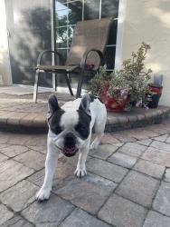 Found/Stray Male Dog last seen Orlando Dr. / Ocala Ave, San Jose, CA 95122