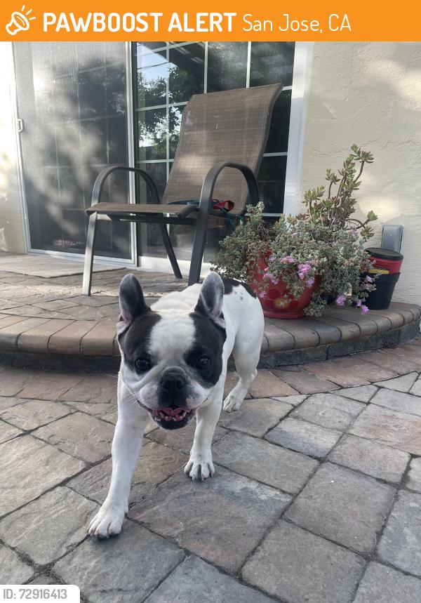 Found/Stray Male Dog last seen Orlando Dr. / Ocala Ave, San Jose, CA 95122