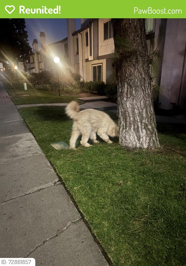 Reunited Male Dog last seen Beyer blvd and picador blvd, San Diego, CA 92173