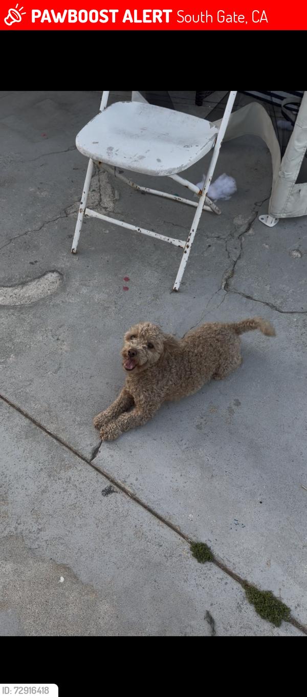 Lost Female Dog last seen San Gabriel between Missouri and Duane, South Gate, CA 90280
