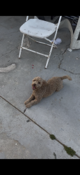 Lost Female Dog last seen San Gabriel between Missouri and Duane, South Gate, CA 90280