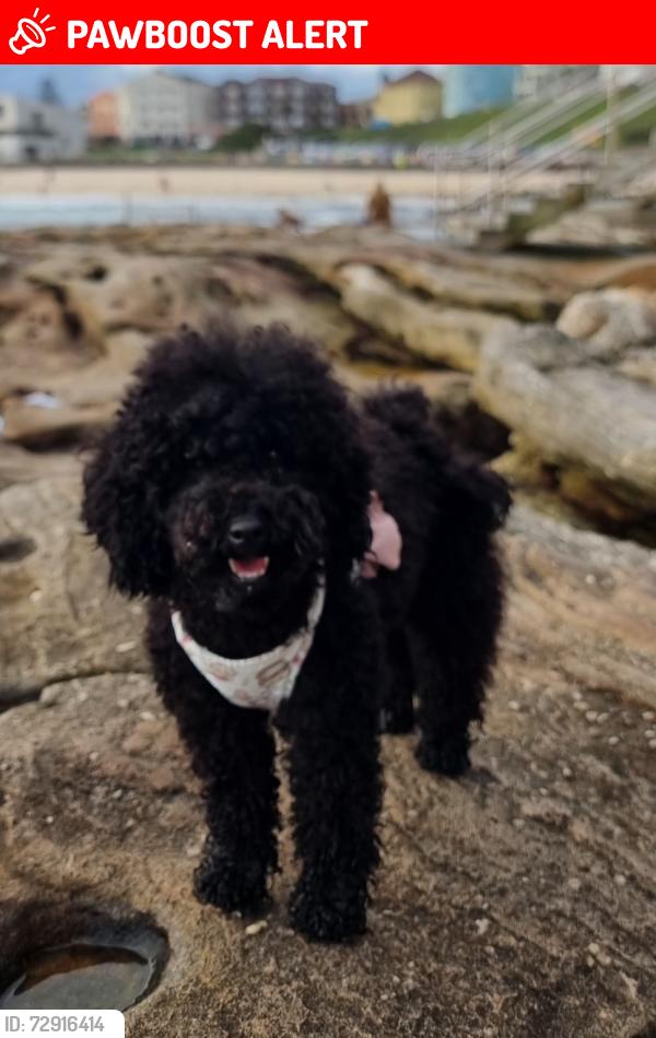 Lost Female Dog last seen Lake parramatta bbq area, North Parramatta, NSW 2151