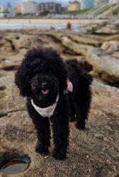 Lost Female Dog last seen Lake parramatta bbq area, North Parramatta, NSW 2151