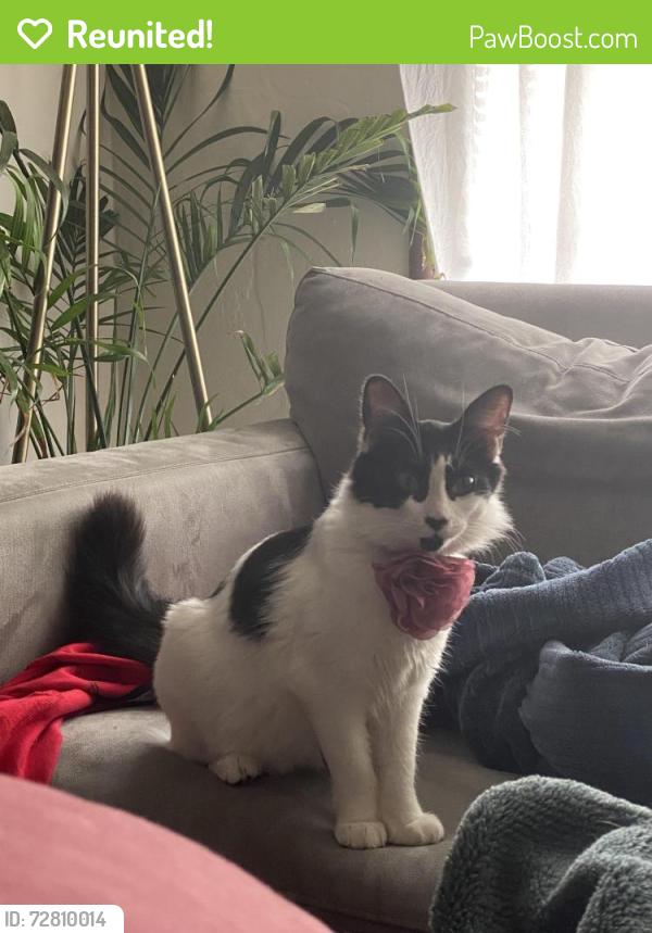 Reunited Female Cat last seen Arlington , Richmond, CA 94805