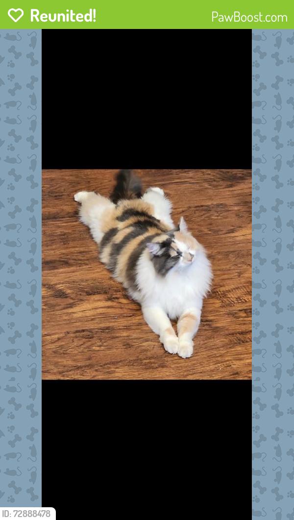 Reunited Female Cat last seen Wildomar Trail & Front Street, Wildomar, CA 92595