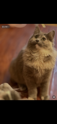 Lost Female Cat last seen Castro Street, Mountain View, CA 94041