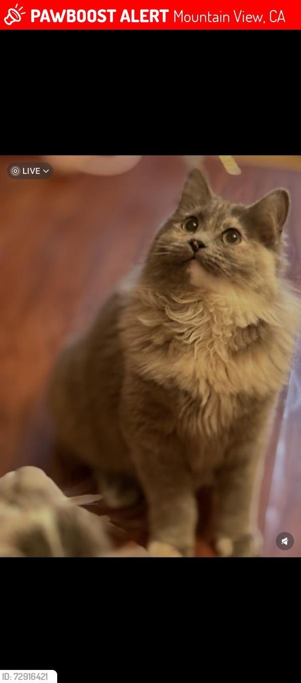 Lost Female Cat last seen Castro Street, Mountain View, CA 94041