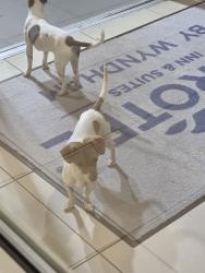 Found/Stray Unknown Dog last seen Microtel inn and suites , Odessa, TX 79762
