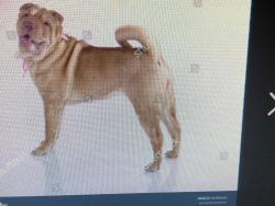 Reunited Female Dog last seen Banks, Oregon, Banks, OR 97106